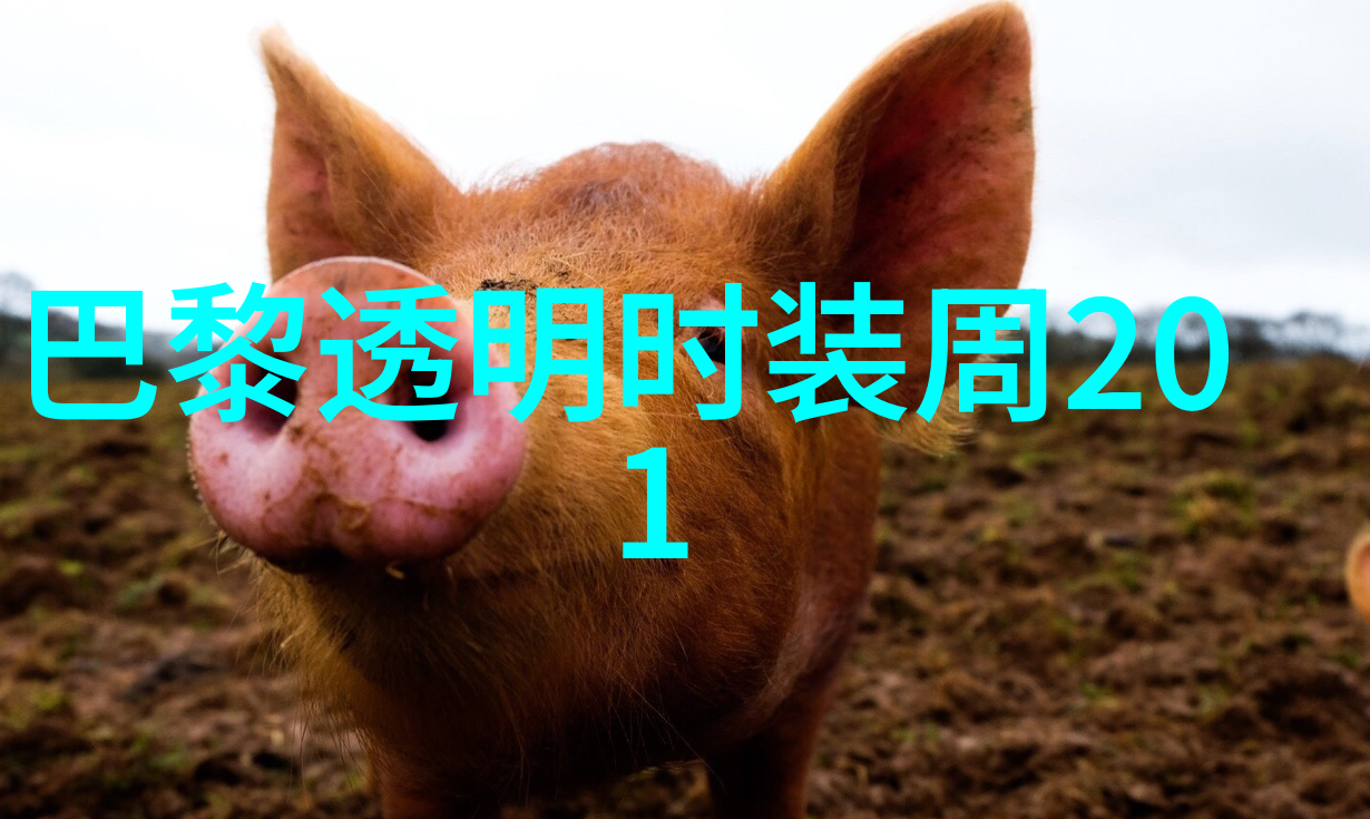 冬季穿裙装 杨幂吕佳容宋茜戚薇演绎清新小
